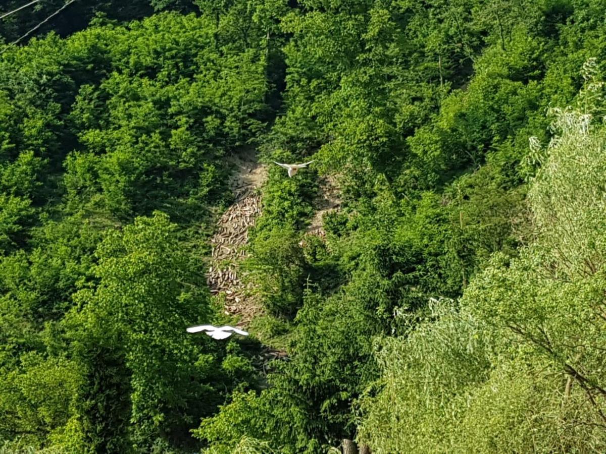 Pensiunea Valea Tonii Strungari Dış mekan fotoğraf